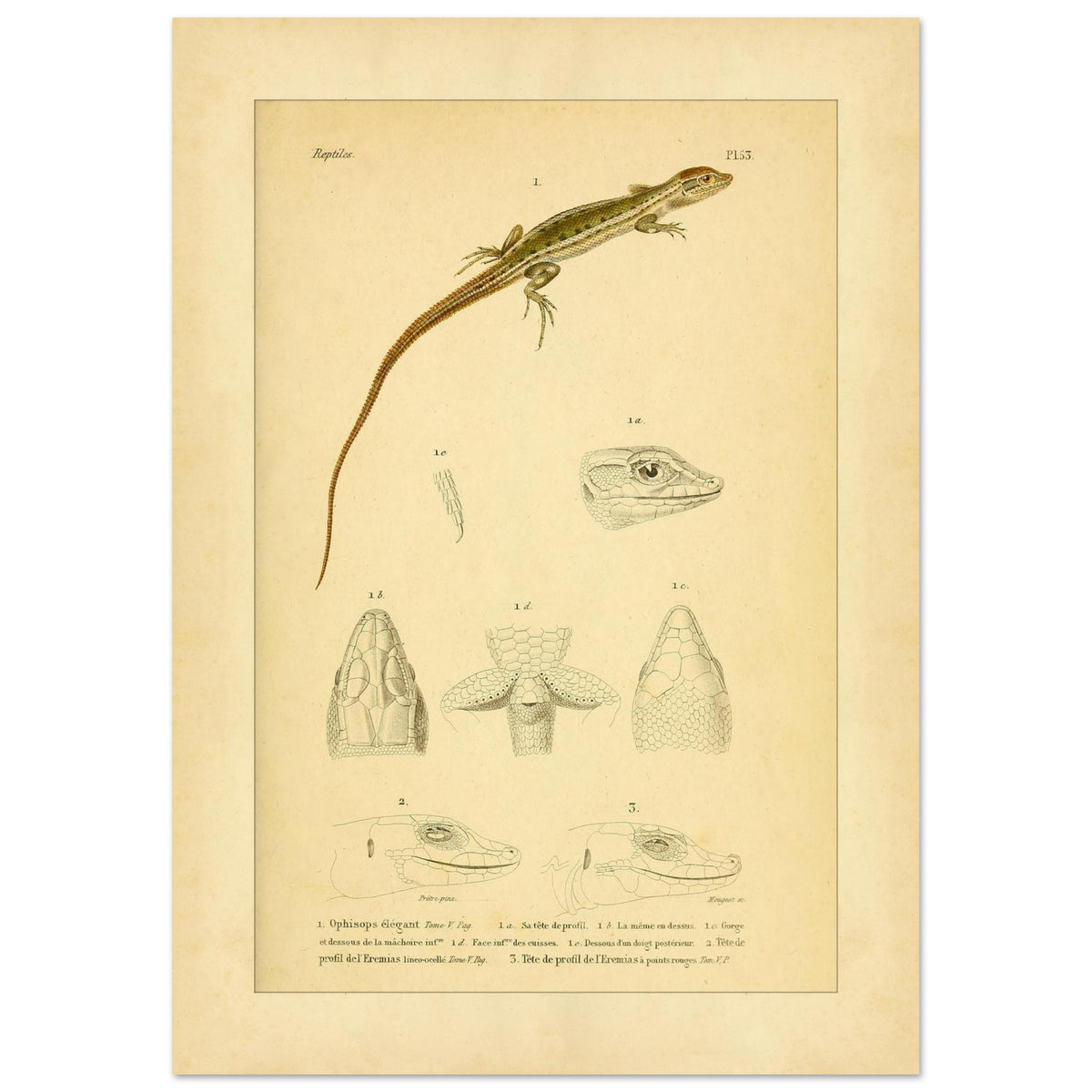 Antike herpetologische Tafel: Schlangenauge und Eremias von Duméril (42x59,4 cm (A2)). Alte naturkundliche Tafel aus der Erpétologie générale mit anatomischen und morphologischen Studien von Eidechsen, darunter die elegante Schlangenaugeneidechse und Eremias-Arten mit verschiedenen Kopf- und Gliedmaßendetails.