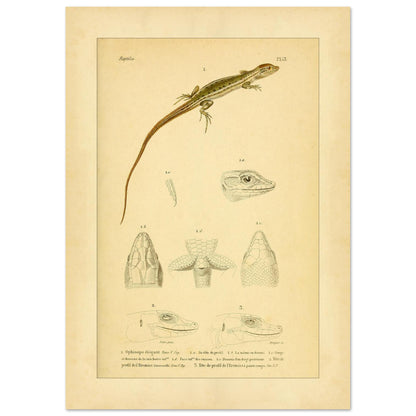 Antike herpetologische Tafel: Schlangenauge und Eremias von Duméril (42x59,4 cm (A2)). Alte naturkundliche Tafel aus der Erpétologie générale mit anatomischen und morphologischen Studien von Eidechsen, darunter die elegante Schlangenaugeneidechse und Eremias-Arten mit verschiedenen Kopf- und Gliedmaßendetails.