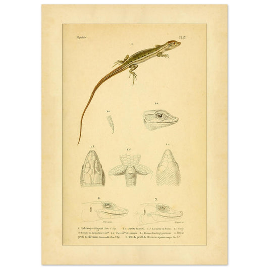 Antike herpetologische Tafel: Schlangenauge und Eremias von Duméril (50x70 cm). Alte naturkundliche Tafel aus der Erpétologie générale mit anatomischen und morphologischen Studien von Eidechsen, darunter die elegante Schlangenaugeneidechse und Eremias-Arten mit verschiedenen Kopf- und Gliedmaßendetails.