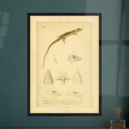 Antike herpetologische Tafel: Schlangenauge und Eremias von Duméril. Alte naturkundliche Tafel aus der Erpétologie générale mit anatomischen und morphologischen Studien von Eidechsen, darunter die elegante Schlangenaugeneidechse und Eremias-Arten mit verschiedenen Kopf- und Gliedmaßendetails.