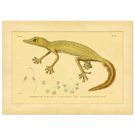 Illustration des Gestreiften Ptyodaktylus, antike Herpetologietafel (50x70 cm). Alte herpetologische Tafel mit einem gestreiften Fächerfingergecko, einem von oben gesehenen Gecko-Kopf und Details der Füße.