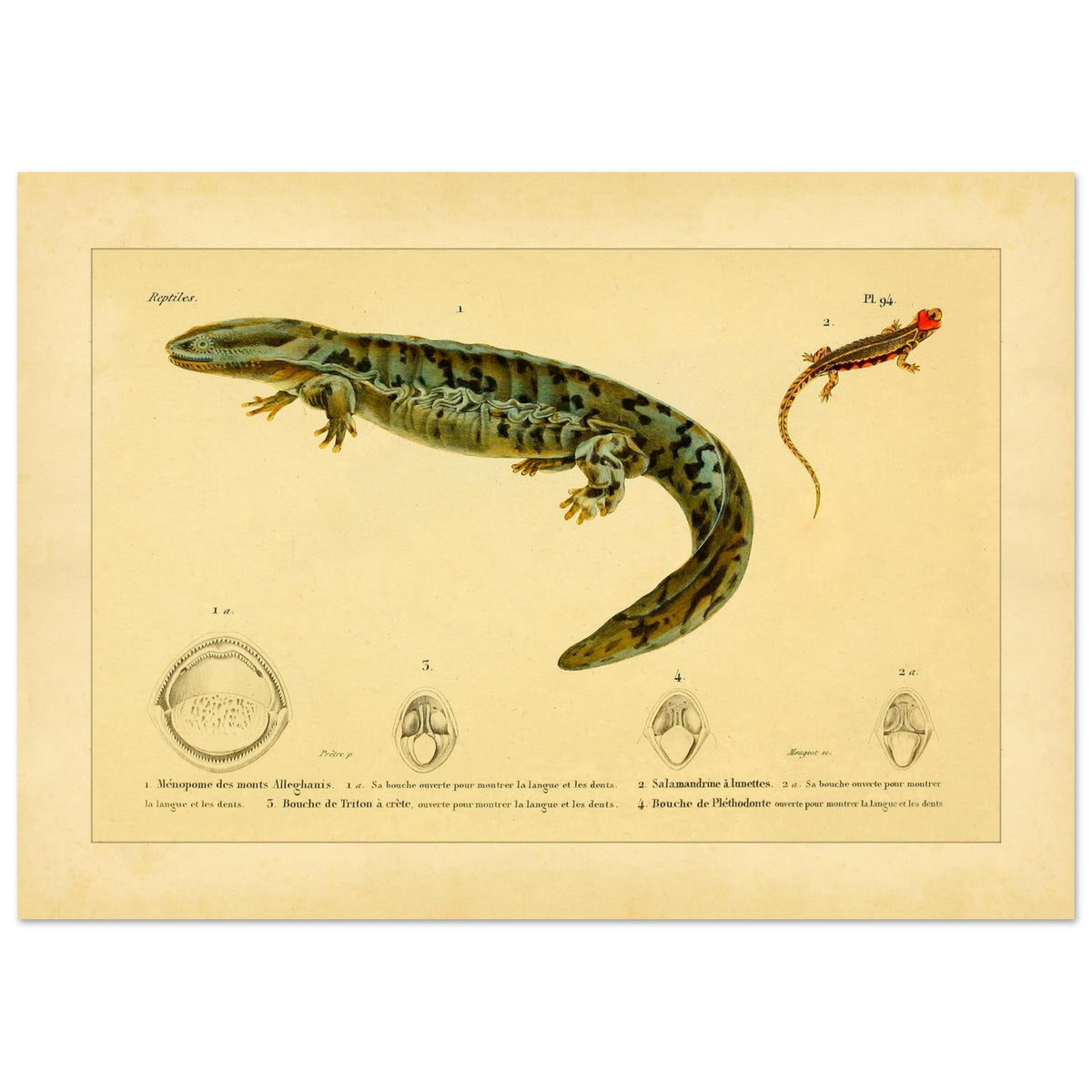 Herpetologie-Tafel: Brillen-Salamander, Kammmolch und Brauner Plethodon (21x29,7 cm (A4)). Alte wissenschaftliche Tafel mit einer Brillensalamander, einem Kammmolch und einem Braunen Lungenlosen Molch sowie Ansichten ihrer Mäuler und Köpfe.