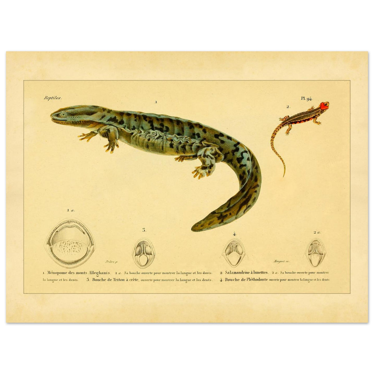 Herpetologie-Tafel: Brillen-Salamander, Kammmolch und Brauner Plethodon (30x40 cm). Alte wissenschaftliche Tafel mit einer Brillensalamander, einem Kammmolch und einem Braunen Lungenlosen Molch sowie Ansichten ihrer Mäuler und Köpfe.