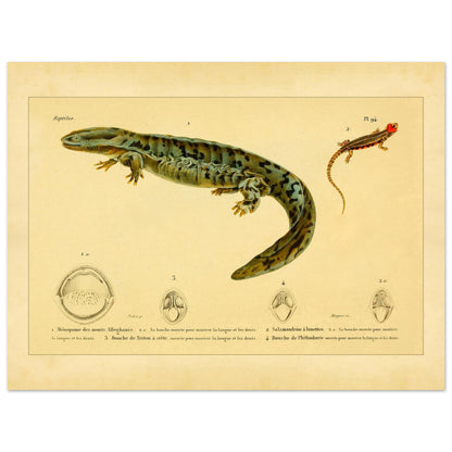 Herpetologie-Tafel: Brillen-Salamander, Kammmolch und Brauner Plethodon (30x40 cm). Alte wissenschaftliche Tafel mit einer Brillensalamander, einem Kammmolch und einem Braunen Lungenlosen Molch sowie Ansichten ihrer Mäuler und Köpfe.