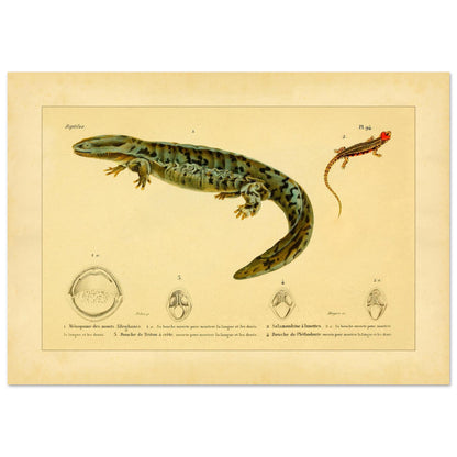 Herpetologie-Tafel: Brillen-Salamander, Kammmolch und Brauner Plethodon (42x59,4 cm (A2)). Alte wissenschaftliche Tafel mit einer Brillensalamander, einem Kammmolch und einem Braunen Lungenlosen Molch sowie Ansichten ihrer Mäuler und Köpfe.
