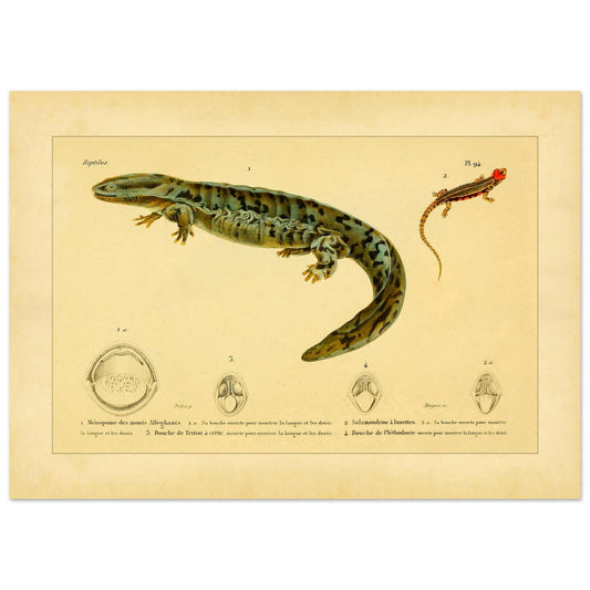 Herpetologie-Tafel: Brillen-Salamander, Kammmolch und Brauner Plethodon (50x70 cm). Alte wissenschaftliche Tafel mit einer Brillensalamander, einem Kammmolch und einem Braunen Lungenlosen Molch sowie Ansichten ihrer Mäuler und Köpfe.