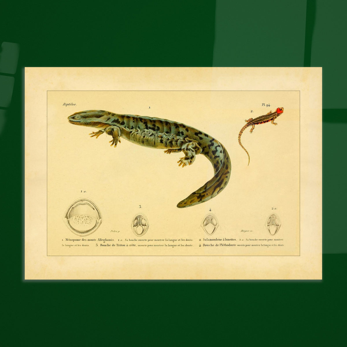 Herpetologie-Tafel: Brillen-Salamander, Kammmolch und Brauner Plethodon. Alte wissenschaftliche Tafel mit einer Brillensalamander, einem Kammmolch und einem Braunen Lungenlosen Molch sowie Ansichten ihrer Mäuler und Köpfe.