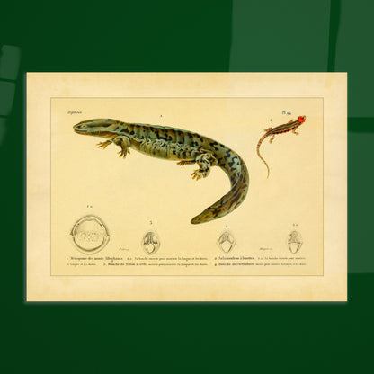 Herpetologie-Tafel: Brillen-Salamander, Kammmolch und Brauner Plethodon. Alte wissenschaftliche Tafel mit einer Brillensalamander, einem Kammmolch und einem Braunen Lungenlosen Molch sowie Ansichten ihrer Mäuler und Köpfe.