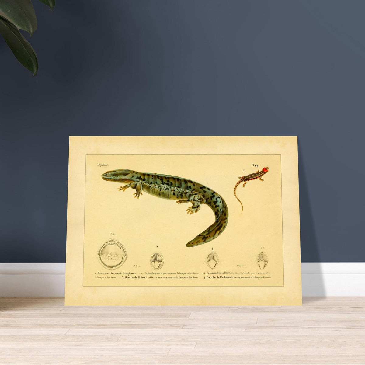 Herpetologie-Tafel: Brillen-Salamander, Kammmolch und Brauner Plethodon. Alte wissenschaftliche Tafel mit einer Brillensalamander, einem Kammmolch und einem Braunen Lungenlosen Molch sowie Ansichten ihrer Mäuler und Köpfe.