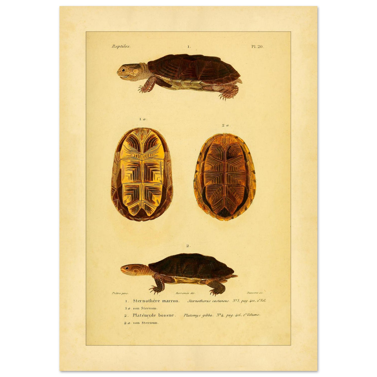 Herpetologie-Tafel: Braune Schlammschildkröte und Buckel-Plattkopfschildkröte (21x29,7 cm (A4)). Wissenschaftliche Tafel mit der Braune Sternotherus und der Buckel-Platemys sowie deren jeweiligen Brustpanzern.