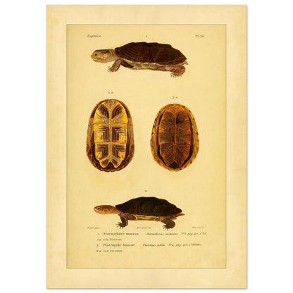 Herpetologie-Tafel: Braune Schlammschildkröte und Buckel-Plattkopfschildkröte (21x29,7 cm (A4)). Wissenschaftliche Tafel mit der Braune Sternotherus und der Buckel-Platemys sowie deren jeweiligen Brustpanzern.