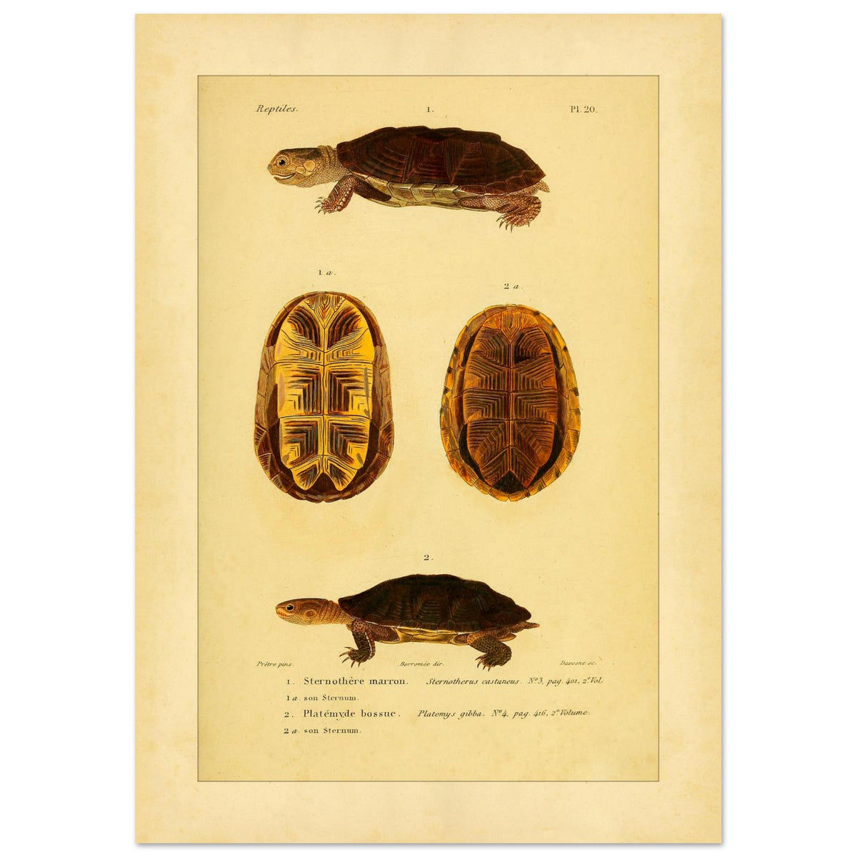 Herpetologie-Tafel: Braune Schlammschildkröte und Buckel-Plattkopfschildkröte (29,7x42 cm (A3)). Wissenschaftliche Tafel mit der Braune Sternotherus und der Buckel-Platemys sowie deren jeweiligen Brustpanzern.