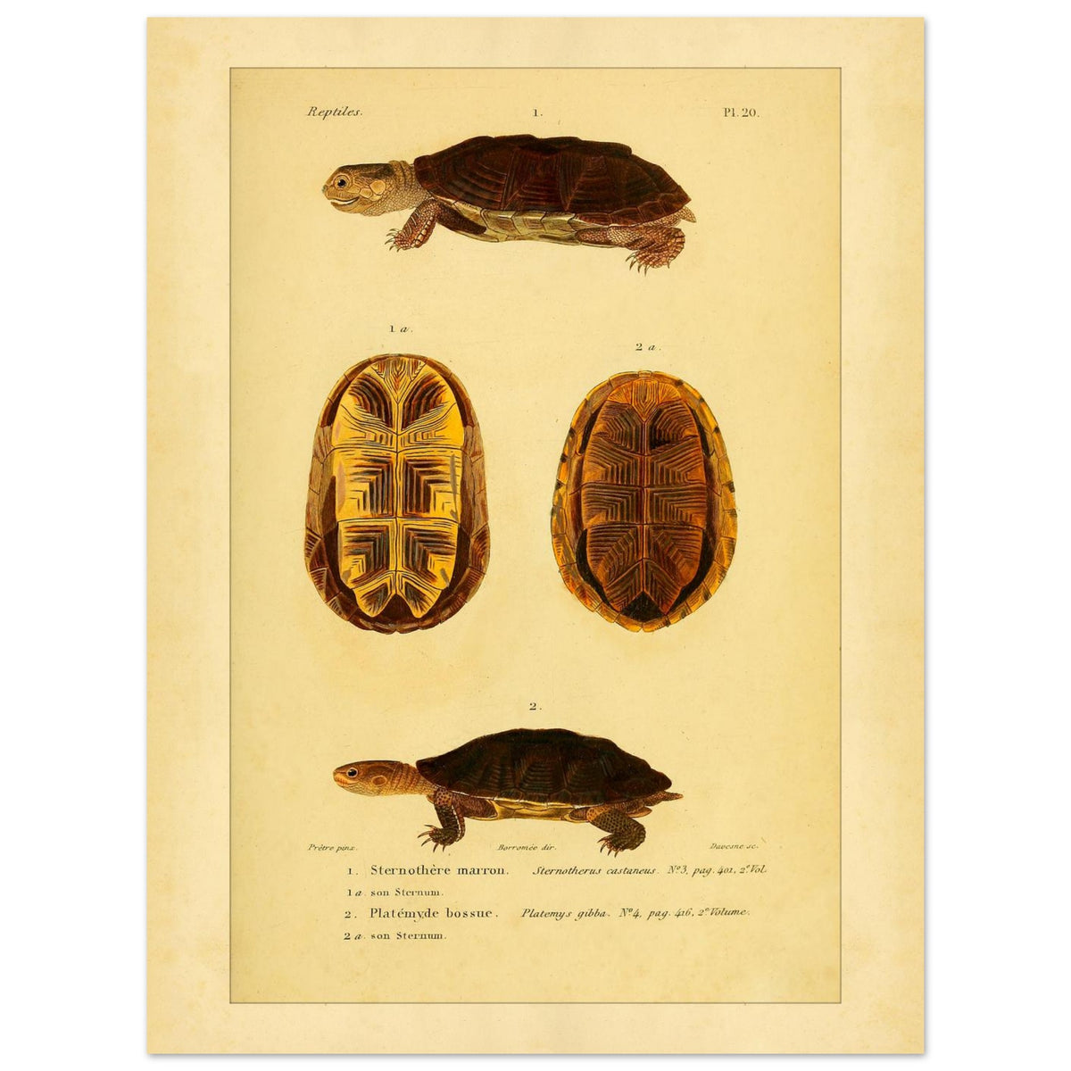 Herpetologie-Tafel: Braune Schlammschildkröte und Buckel-Plattkopfschildkröte (30x40 cm). Wissenschaftliche Tafel mit der Braune Sternotherus und der Buckel-Platemys sowie deren jeweiligen Brustpanzern.