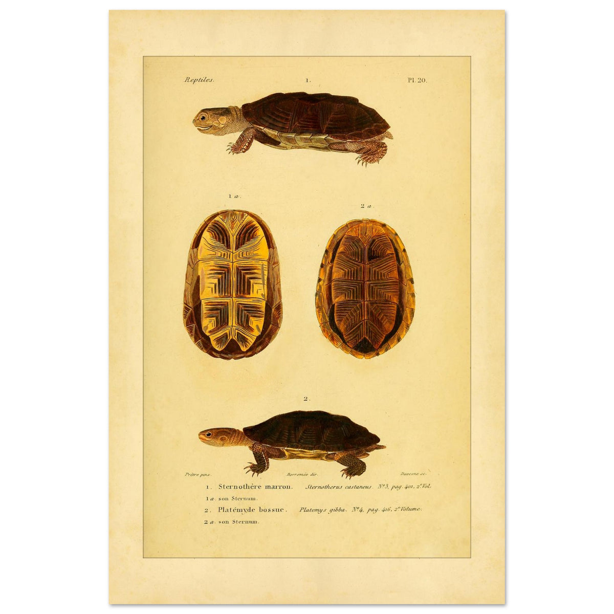 Herpetologie-Tafel: Braune Schlammschildkröte und Buckel-Plattkopfschildkröte (40x60 cm). Wissenschaftliche Tafel mit der Braune Sternotherus und der Buckel-Platemys sowie deren jeweiligen Brustpanzern.
