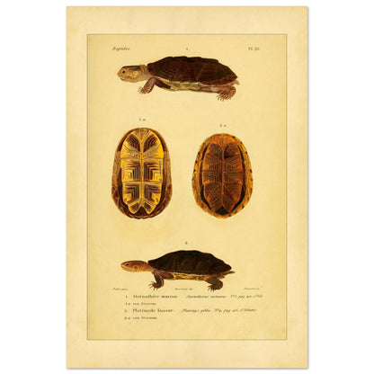 Herpetologie-Tafel: Braune Schlammschildkröte und Buckel-Plattkopfschildkröte (40x60 cm). Wissenschaftliche Tafel mit der Braune Sternotherus und der Buckel-Platemys sowie deren jeweiligen Brustpanzern.