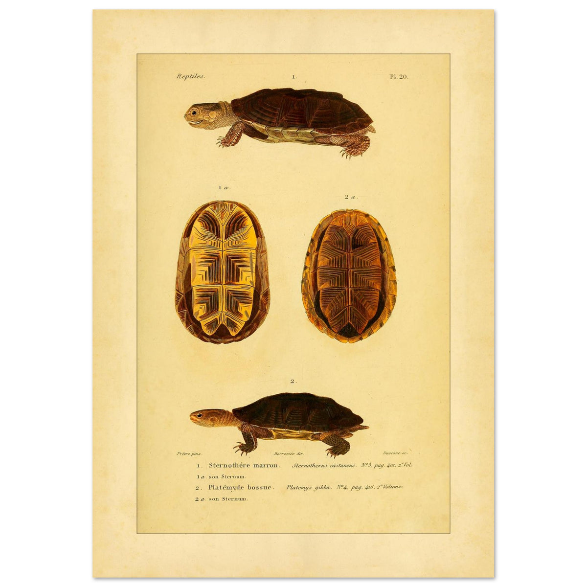 Herpetologie-Tafel: Braune Schlammschildkröte und Buckel-Plattkopfschildkröte (42x59,4 cm (A2)). Wissenschaftliche Tafel mit der Braune Sternotherus und der Buckel-Platemys sowie deren jeweiligen Brustpanzern.