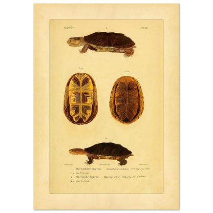 Herpetologie-Tafel: Braune Schlammschildkröte und Buckel-Plattkopfschildkröte (42x59,4 cm (A2)). Wissenschaftliche Tafel mit der Braune Sternotherus und der Buckel-Platemys sowie deren jeweiligen Brustpanzern.