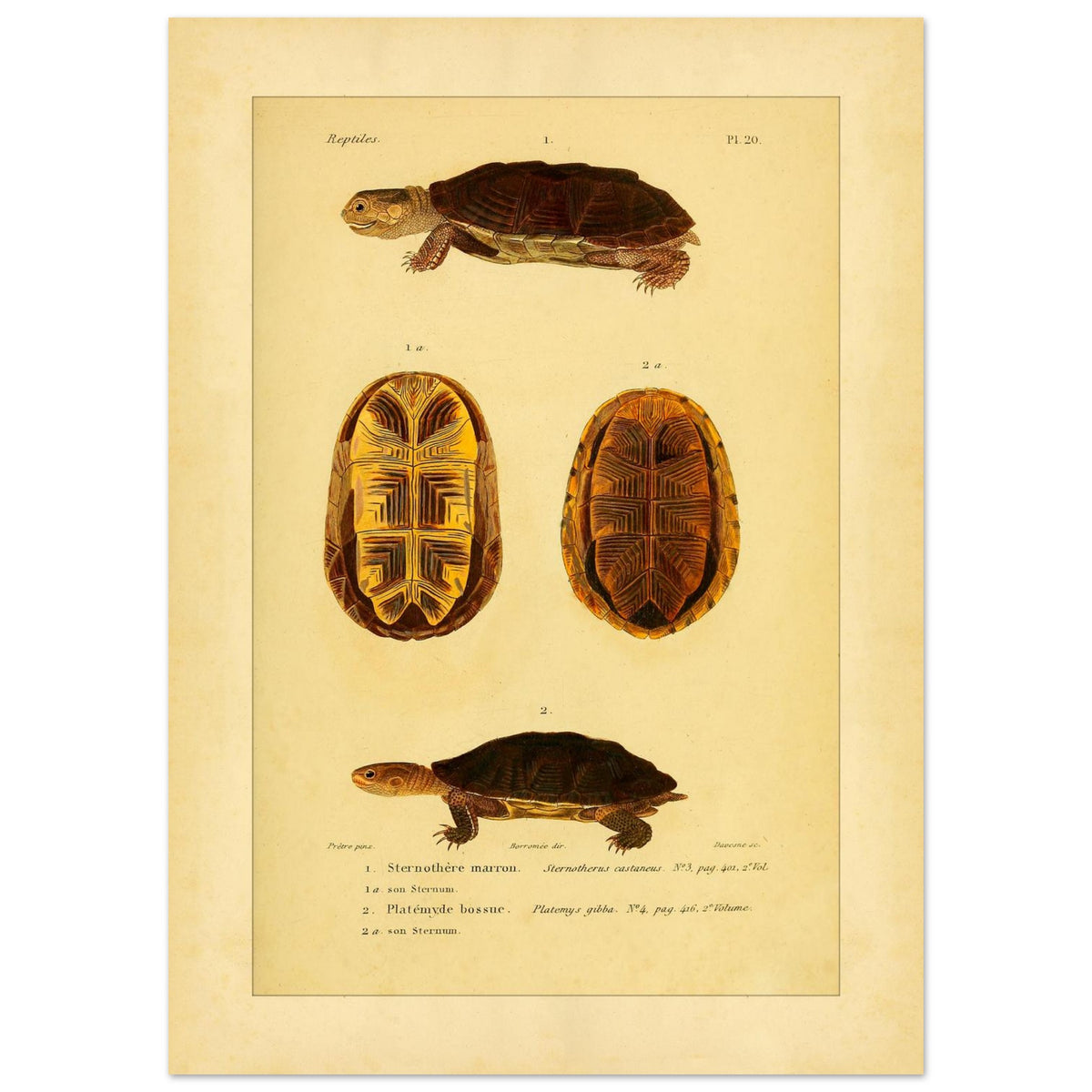 Herpetologie-Tafel: Braune Schlammschildkröte und Buckel-Plattkopfschildkröte (50x70 cm). Wissenschaftliche Tafel mit der Braune Sternotherus und der Buckel-Platemys sowie deren jeweiligen Brustpanzern.