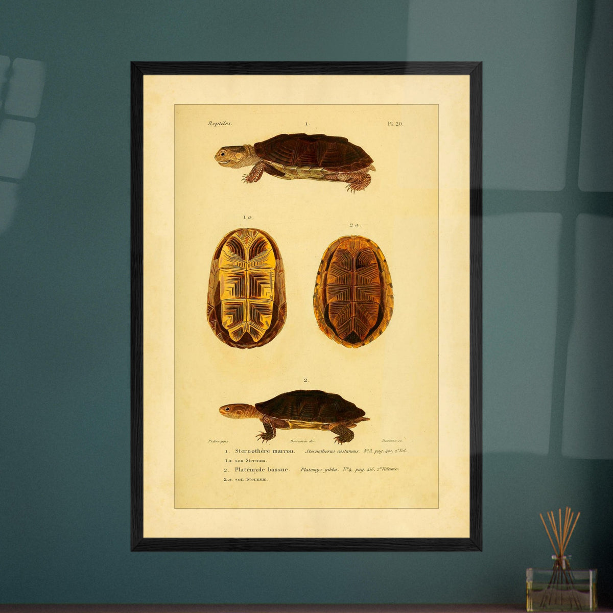 Herpetologie-Tafel: Braune Schlammschildkröte und Buckel-Plattkopfschildkröte. Wissenschaftliche Tafel mit der Braune Sternotherus und der Buckel-Platemys sowie deren jeweiligen Brustpanzern.