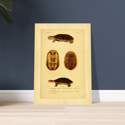 Herpetologie-Tafel: Braune Schlammschildkröte und Buckel-Plattkopfschildkröte. Wissenschaftliche Tafel mit der Braune Sternotherus und der Buckel-Platemys sowie deren jeweiligen Brustpanzern.