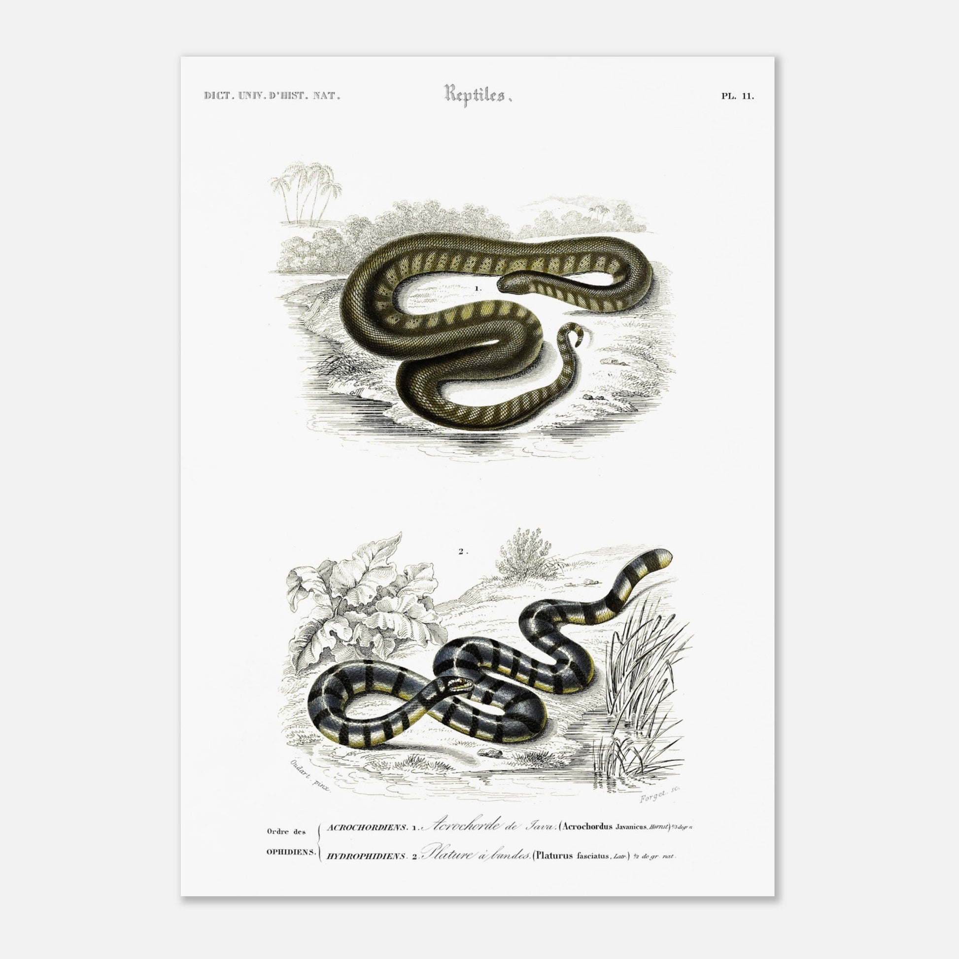 Planche herpétologique : Acrochorde de Java et Plature à bandes — Dictionnaire d'Orbigny (29,7x42 cm (A3)). Planche herpétologique du Dictionnaire Universel d'Histoire Naturelle de Charles d'Orbigny, montrant un Acrochordus javanicus (Acrochordien) et un Platurus fasciatus (Hydrophiidien).