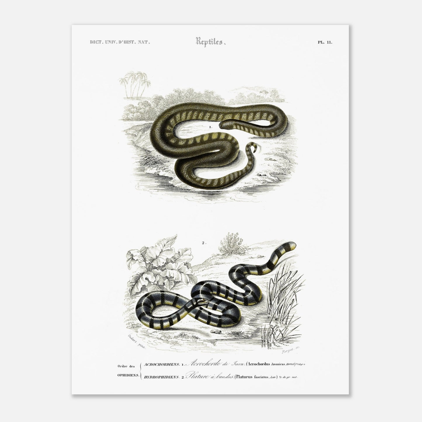Planche herpétologique : Acrochorde de Java et Plature à bandes — Dictionnaire d'Orbigny (30x40 cm). Planche herpétologique du Dictionnaire Universel d'Histoire Naturelle de Charles d'Orbigny, montrant un Acrochordus javanicus (Acrochordien) et un Platurus fasciatus (Hydrophiidien).