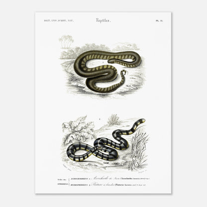 Planche herpétologique : Acrochorde de Java et Plature à bandes — Dictionnaire d'Orbigny (30x40 cm). Planche herpétologique du Dictionnaire Universel d'Histoire Naturelle de Charles d'Orbigny, montrant un Acrochordus javanicus (Acrochordien) et un Platurus fasciatus (Hydrophiidien).