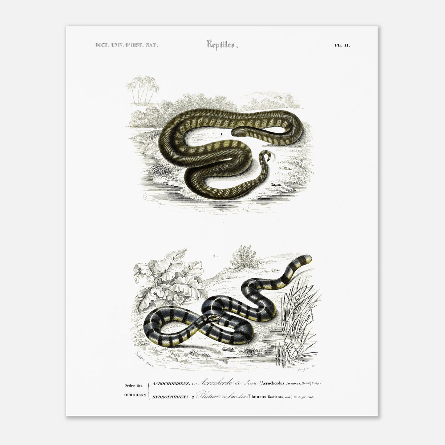Planche herpétologique : Acrochorde de Java et Plature à bandes — Dictionnaire d'Orbigny (40x50 cm). Planche herpétologique du Dictionnaire Universel d'Histoire Naturelle de Charles d'Orbigny, montrant un Acrochordus javanicus (Acrochordien) et un Platurus fasciatus (Hydrophiidien).