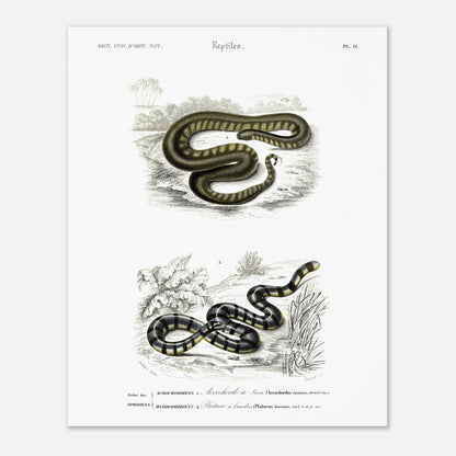 Planche herpétologique : Acrochorde de Java et Plature à bandes — Dictionnaire d'Orbigny (40x50 cm). Planche herpétologique du Dictionnaire Universel d'Histoire Naturelle de Charles d'Orbigny, montrant un Acrochordus javanicus (Acrochordien) et un Platurus fasciatus (Hydrophiidien).
