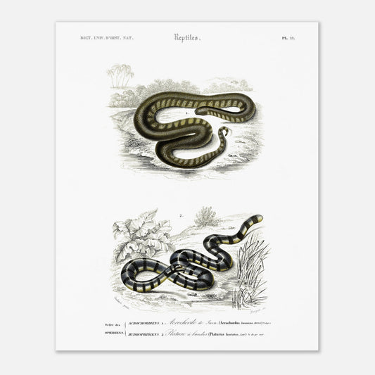 Planche herpétologique : Acrochorde de Java et Plature à bandes — Dictionnaire d'Orbigny (40x50 cm). Planche herpétologique du Dictionnaire Universel d'Histoire Naturelle de Charles d'Orbigny, montrant un Acrochordus javanicus (Acrochordien) et un Platurus fasciatus (Hydrophiidien).