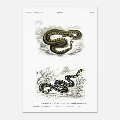 Planche herpétologique : Acrochorde de Java et Plature à bandes — Dictionnaire d'Orbigny (42x59,4 cm (A2)). Planche herpétologique du Dictionnaire Universel d'Histoire Naturelle de Charles d'Orbigny, montrant un Acrochordus javanicus (Acrochordien) et un Platurus fasciatus (Hydrophiidien).