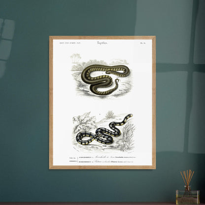 Planche herpétologique : Acrochorde de Java et Plature à bandes — Dictionnaire d'Orbigny. Planche herpétologique du Dictionnaire Universel d'Histoire Naturelle de Charles d'Orbigny, montrant un Acrochordus javanicus (Acrochordien) et un Platurus fasciatus (Hydrophiidien). Image d'illustration 5