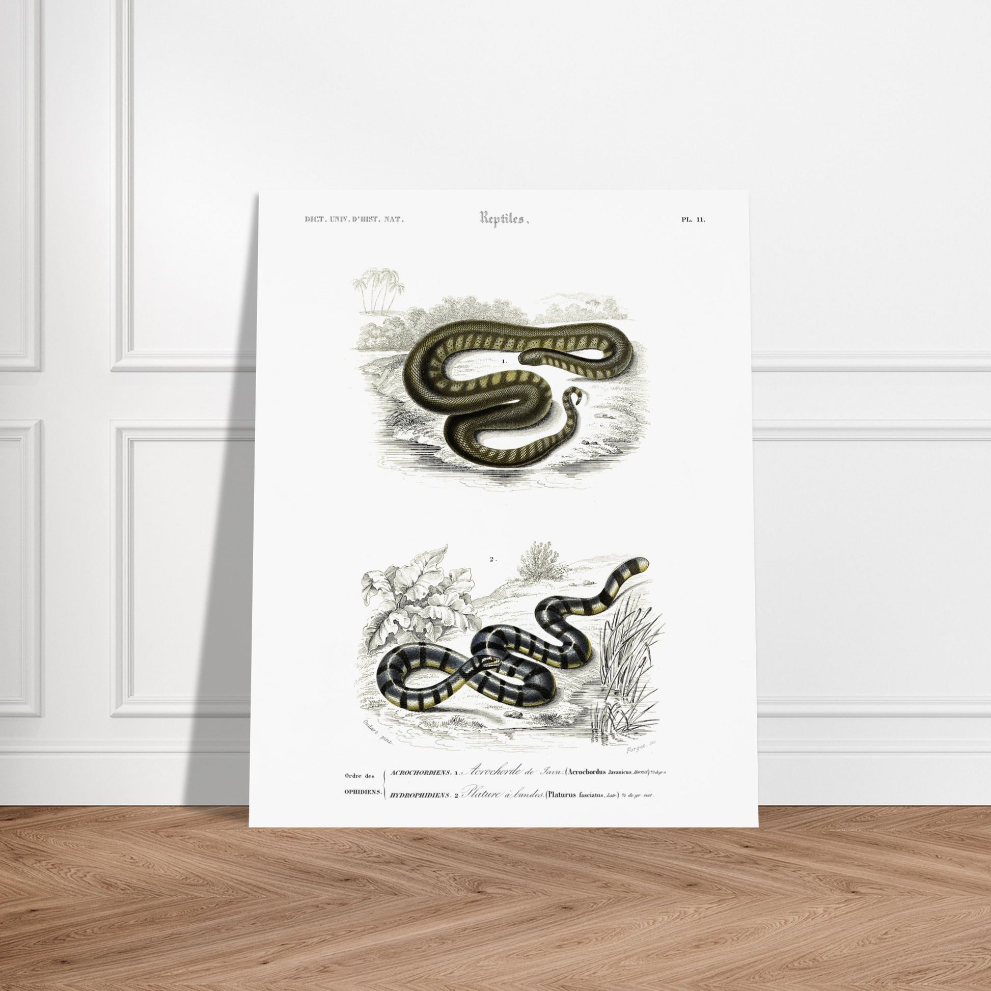 Planche herpétologique : Acrochorde de Java et Plature à bandes — Dictionnaire d'Orbigny. Planche herpétologique du Dictionnaire Universel d'Histoire Naturelle de Charles d'Orbigny, montrant un Acrochordus javanicus (Acrochordien) et un Platurus fasciatus (Hydrophiidien). Image d'illustration 6