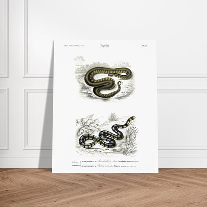 Planche herpétologique : Acrochorde de Java et Plature à bandes — Dictionnaire d'Orbigny. Planche herpétologique du Dictionnaire Universel d'Histoire Naturelle de Charles d'Orbigny, montrant un Acrochordus javanicus (Acrochordien) et un Platurus fasciatus (Hydrophiidien). Image d'illustration 6