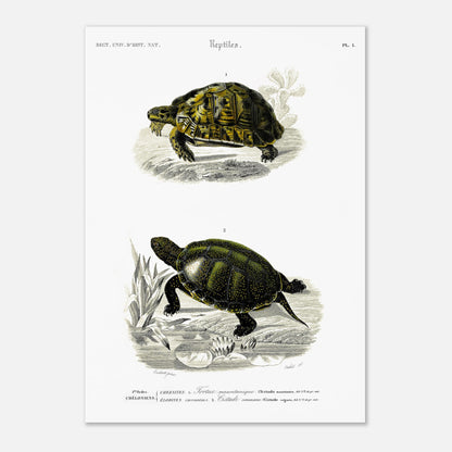 Planche herpétologique ancienne de la Tortue mauritanique par d'Orbigny (29,7x42 cm (A3)). Illustration scientifique représentant deux tortues, une terrestre et une aquatique, avec des détails botaniques.