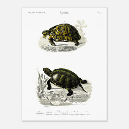 Planche herpétologique ancienne de la Tortue mauritanique par d'Orbigny (30x40 cm). Illustration scientifique représentant deux tortues, une terrestre et une aquatique, avec des détails botaniques.