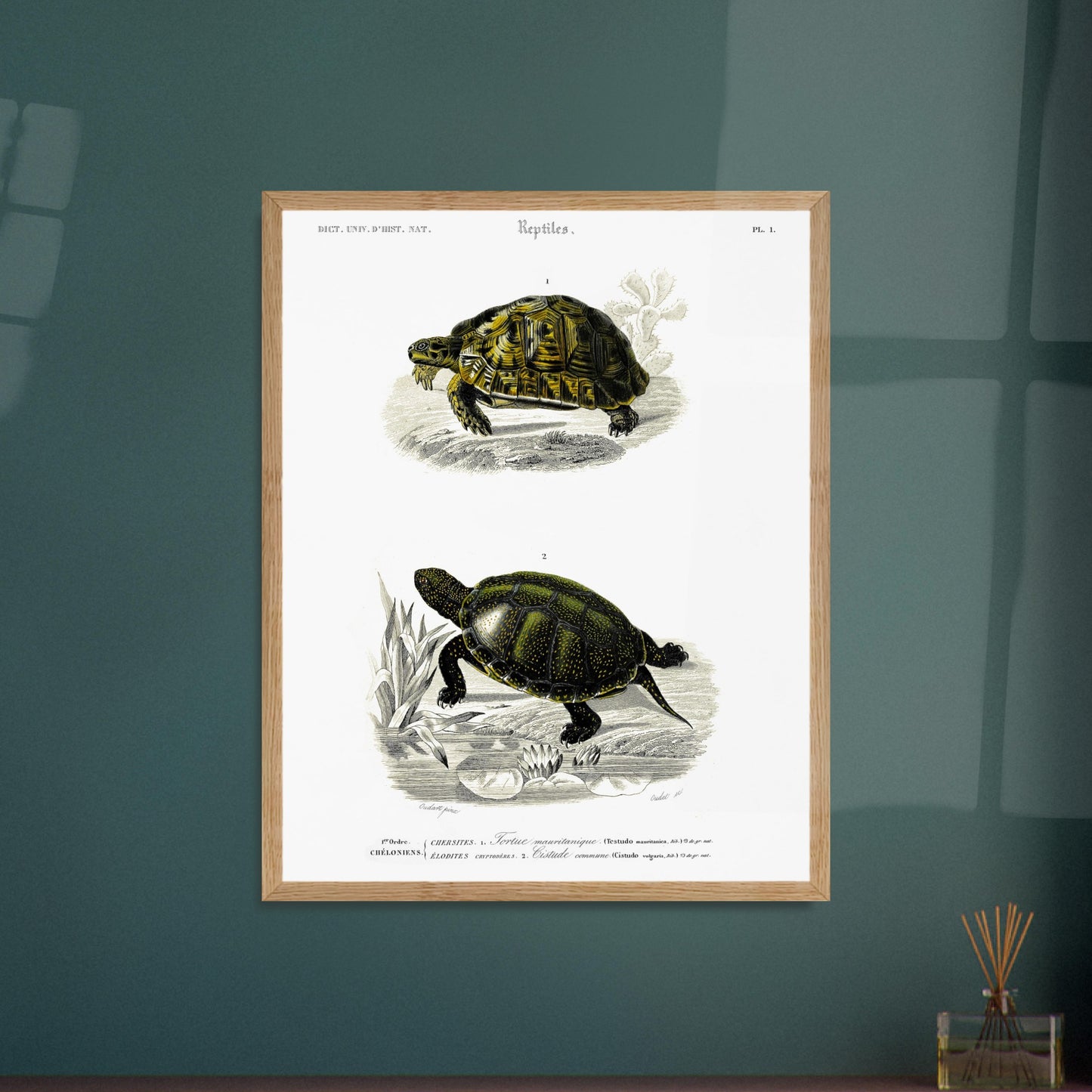Planche herpétologique ancienne de la Tortue mauritanique par d'Orbigny. Illustration scientifique représentant deux tortues, une terrestre et une aquatique, avec des détails botaniques. Image d'illustration 5