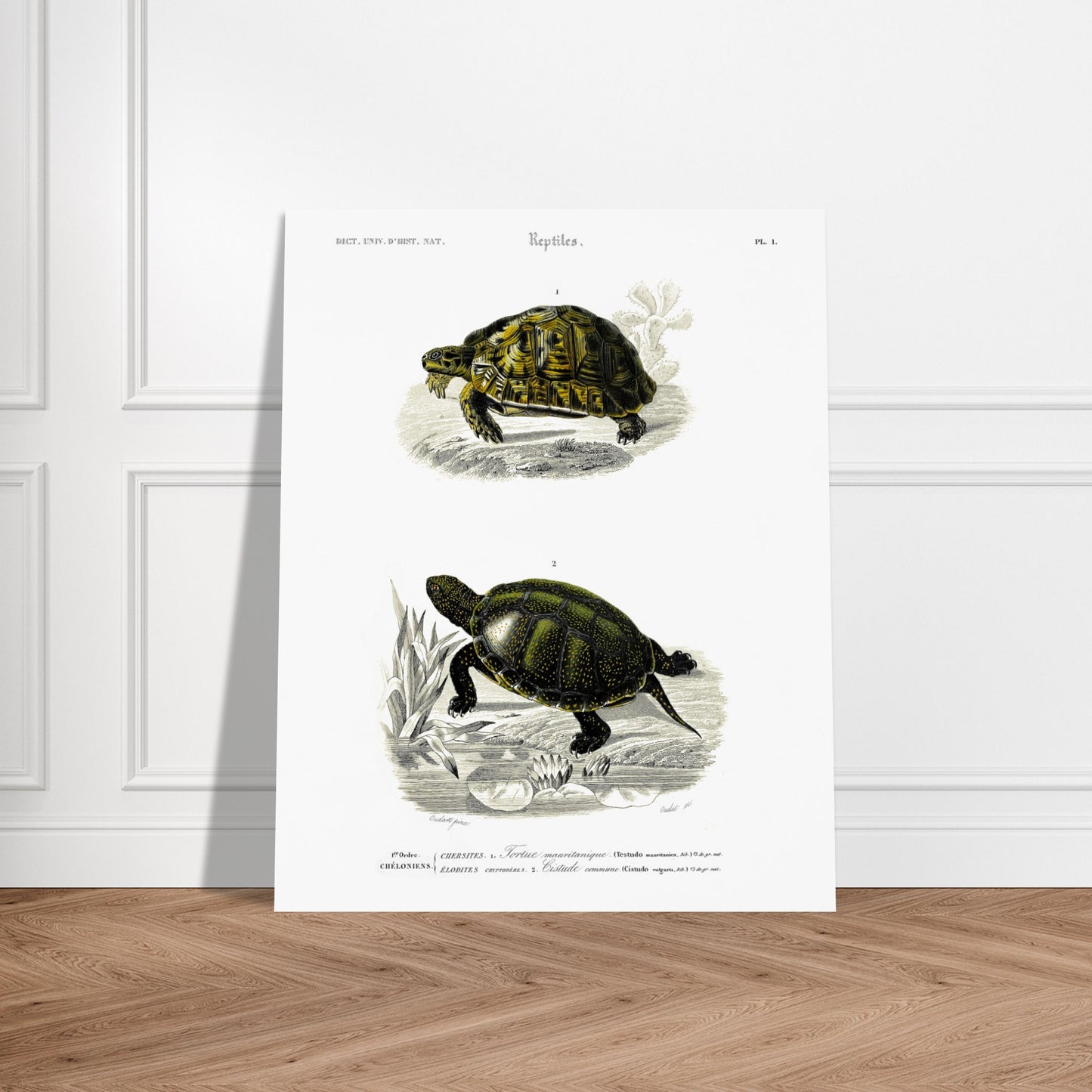 Planche herpétologique ancienne de la Tortue mauritanique par d'Orbigny. Illustration scientifique représentant deux tortues, une terrestre et une aquatique, avec des détails botaniques. Image d'illustration 6