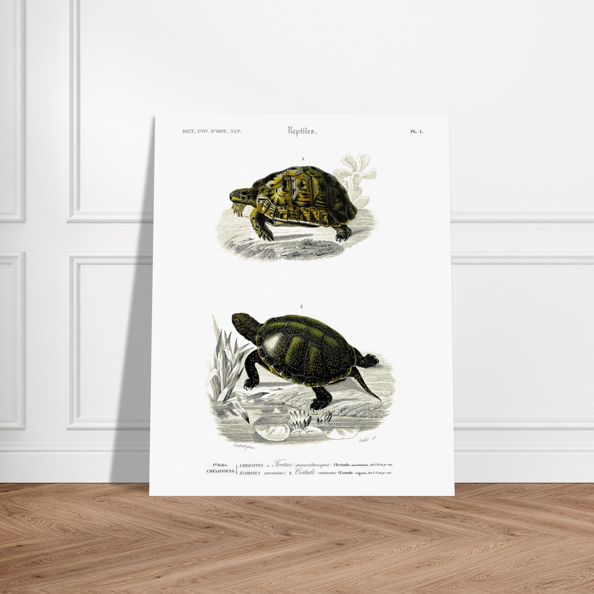 Planche herpétologique ancienne de la Tortue mauritanique par d'Orbigny. Illustration scientifique représentant deux tortues, une terrestre et une aquatique, avec des détails botaniques. Image d'illustration 6