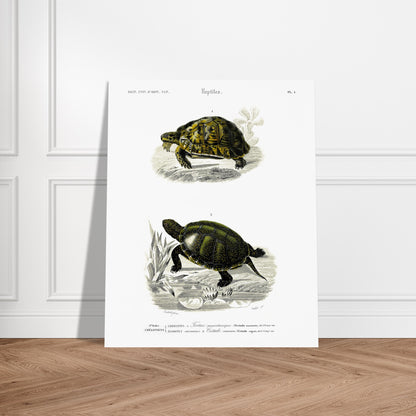 Planche herpétologique ancienne de la Tortue mauritanique par d'Orbigny. Illustration scientifique représentant deux tortues, une terrestre et une aquatique, avec des détails botaniques. Image d'illustration 6