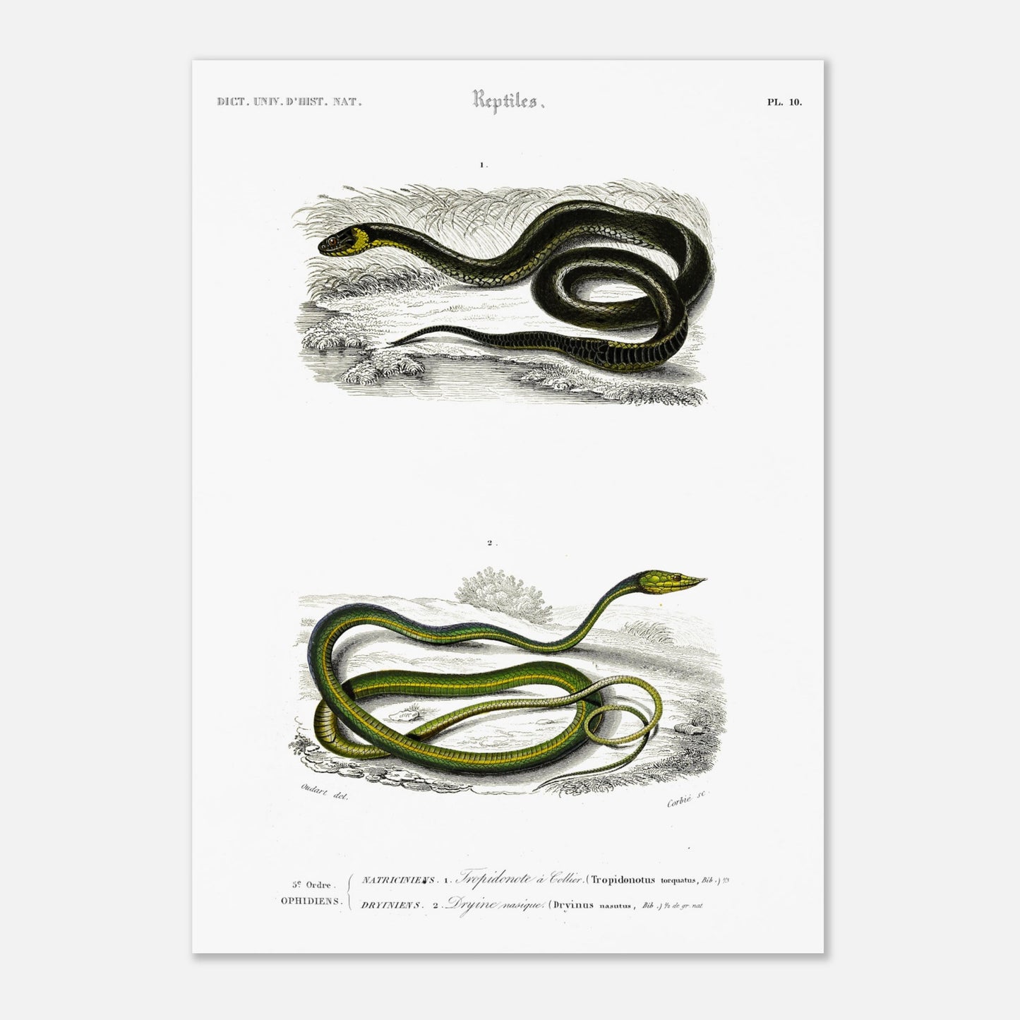Planche herpétologique : Tropidonote à collier par Charles d'Orbigny (29,7x42 cm (A3)). Planche herpétologique du Dictionnaire Universel d'Histoire Naturelle de Charles d'Orbigny montrant un Tropidonote à collier et une Dryine nasique, avec des inscriptions scientifiques.