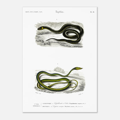 Planche herpétologique : Tropidonote à collier par Charles d'Orbigny (29,7x42 cm (A3)). Planche herpétologique du Dictionnaire Universel d'Histoire Naturelle de Charles d'Orbigny montrant un Tropidonote à collier et une Dryine nasique, avec des inscriptions scientifiques.