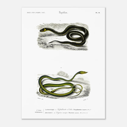 Planche herpétologique : Tropidonote à collier par Charles d'Orbigny (30x40 cm). Planche herpétologique du Dictionnaire Universel d'Histoire Naturelle de Charles d'Orbigny montrant un Tropidonote à collier et une Dryine nasique, avec des inscriptions scientifiques.