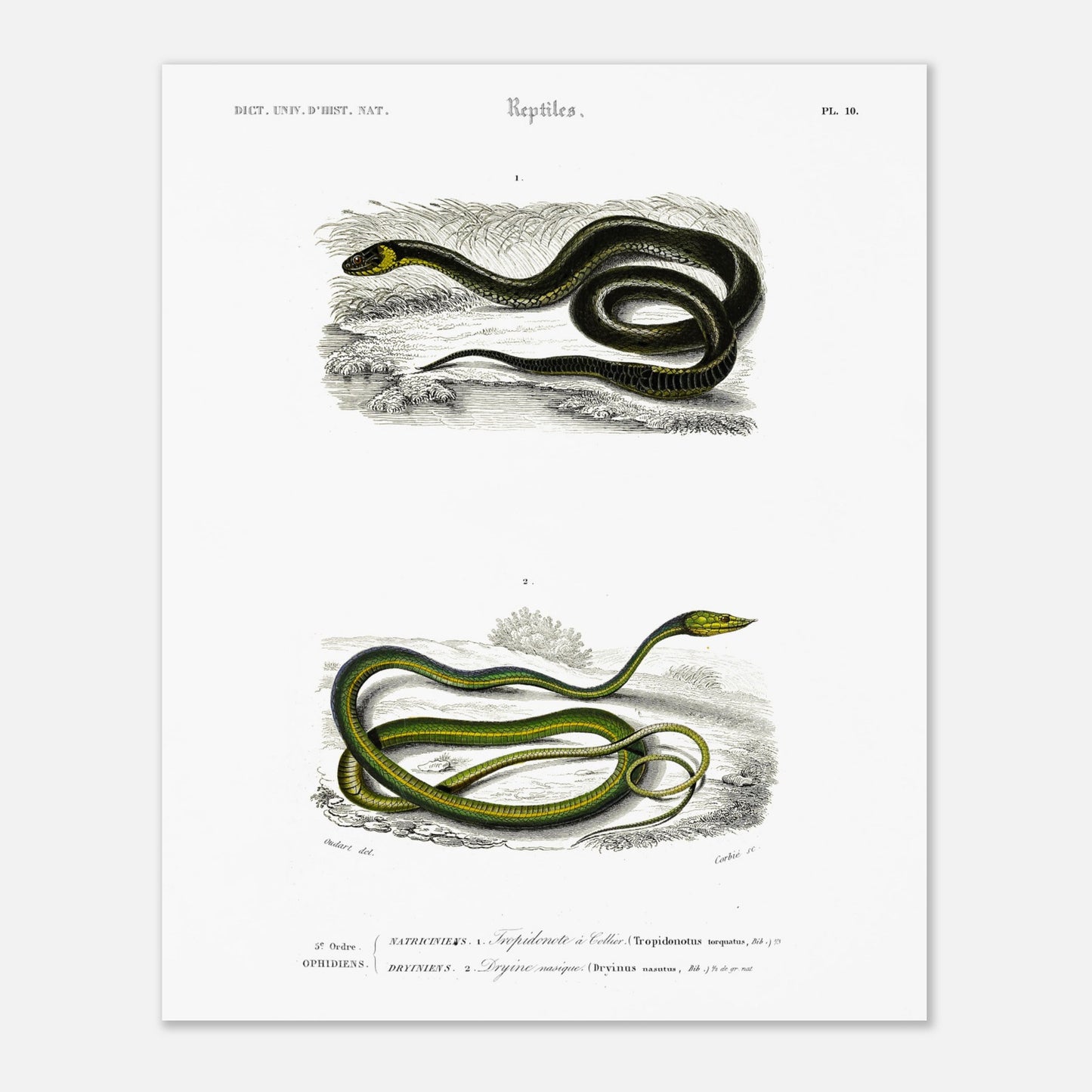 Planche herpétologique : Tropidonote à collier par Charles d'Orbigny (40x50 cm). Planche herpétologique du Dictionnaire Universel d'Histoire Naturelle de Charles d'Orbigny montrant un Tropidonote à collier et une Dryine nasique, avec des inscriptions scientifiques.