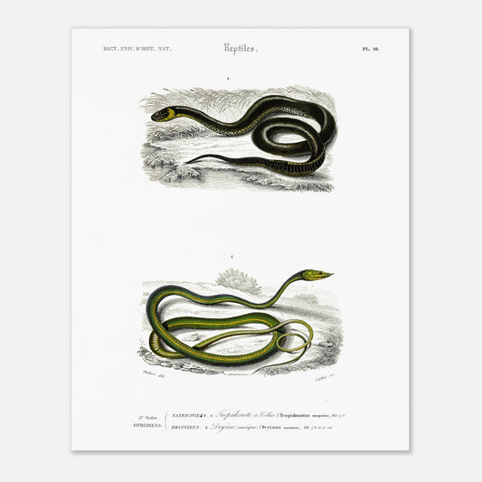 Planche herpétologique : Tropidonote à collier par Charles d'Orbigny (40x50 cm). Planche herpétologique du Dictionnaire Universel d'Histoire Naturelle de Charles d'Orbigny montrant un Tropidonote à collier et une Dryine nasique, avec des inscriptions scientifiques.
