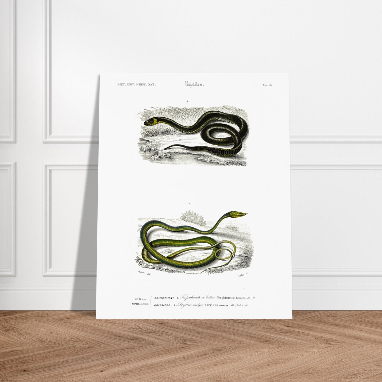 Planche herpétologique : Tropidonote à collier par Charles d'Orbigny. Planche herpétologique du Dictionnaire Universel d'Histoire Naturelle de Charles d'Orbigny montrant un Tropidonote à collier et une Dryine nasique, avec des inscriptions scientifiques. Image d'illustration 5