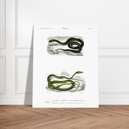 Planche herpétologique : Tropidonote à collier par Charles d'Orbigny. Planche herpétologique du Dictionnaire Universel d'Histoire Naturelle de Charles d'Orbigny montrant un Tropidonote à collier et une Dryine nasique, avec des inscriptions scientifiques. Image d'illustration 5