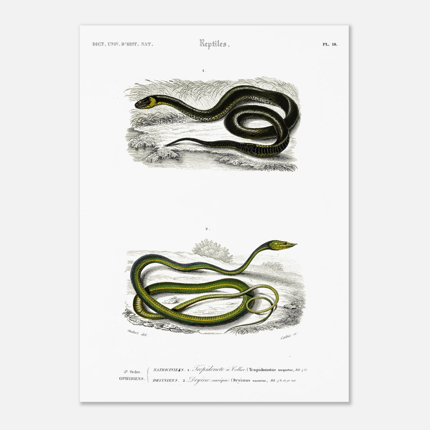 Planche herpétologique : Tropidonote à collier par Charles d'Orbigny (50x70 cm). Planche herpétologique du Dictionnaire Universel d'Histoire Naturelle de Charles d'Orbigny montrant un Tropidonote à collier et une Dryine nasique, avec des inscriptions scientifiques.
