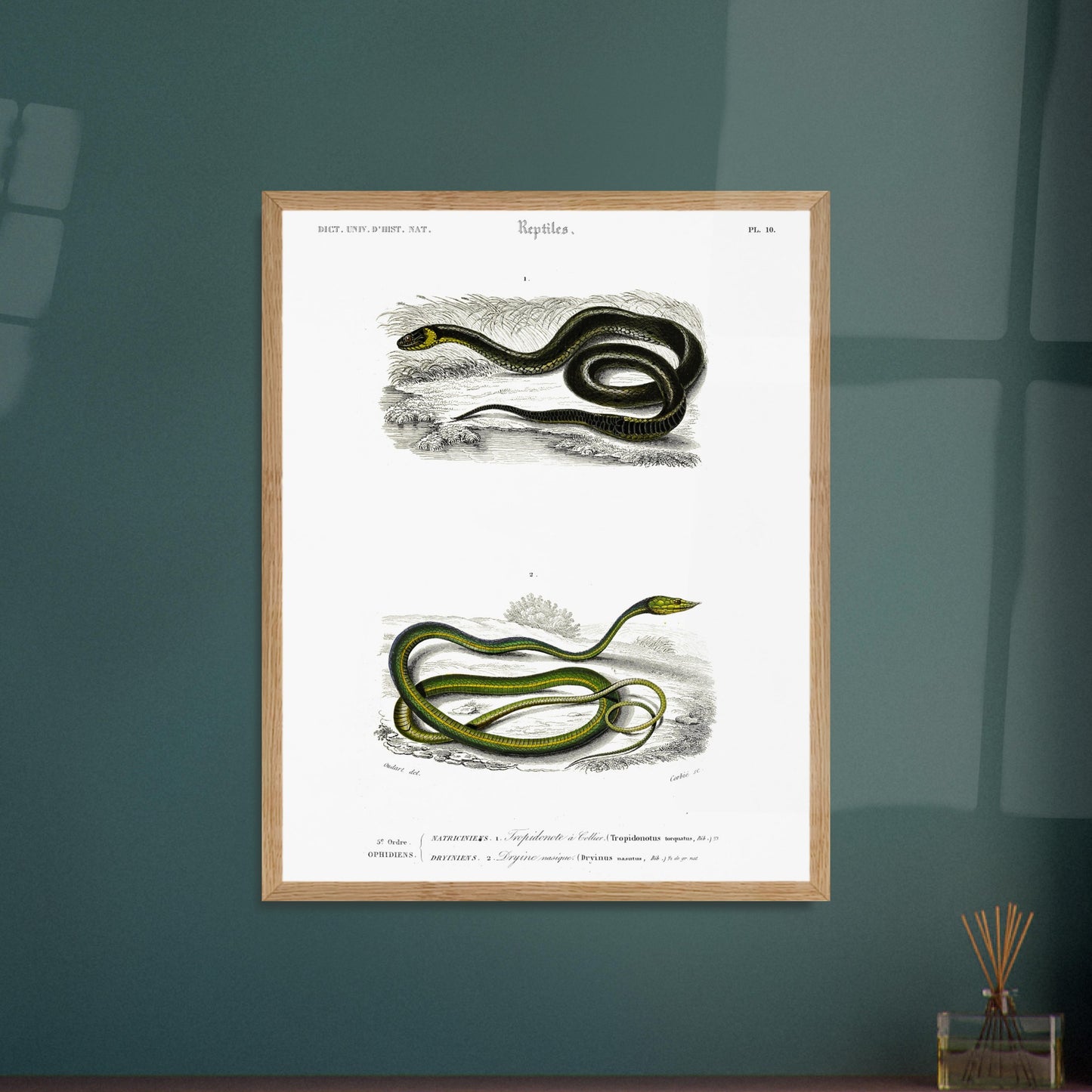 Planche herpétologique : Tropidonote à collier par Charles d'Orbigny. Planche herpétologique du Dictionnaire Universel d'Histoire Naturelle de Charles d'Orbigny montrant un Tropidonote à collier et une Dryine nasique, avec des inscriptions scientifiques. Image d'illustration 6