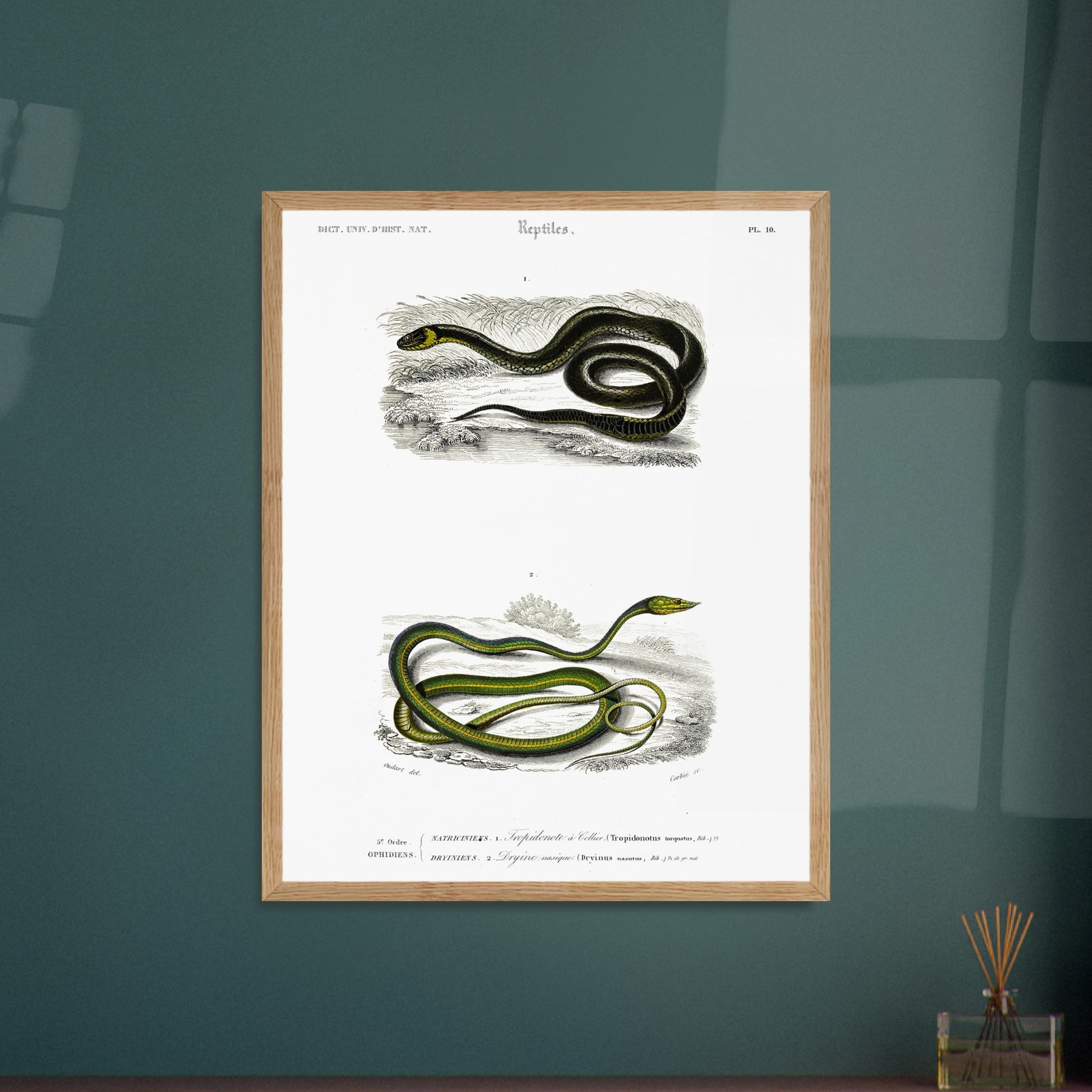 Planche herpétologique : Tropidonote à collier par Charles d'Orbigny. Planche herpétologique du Dictionnaire Universel d'Histoire Naturelle de Charles d'Orbigny montrant un Tropidonote à collier et une Dryine nasique, avec des inscriptions scientifiques. Image d'illustration 6